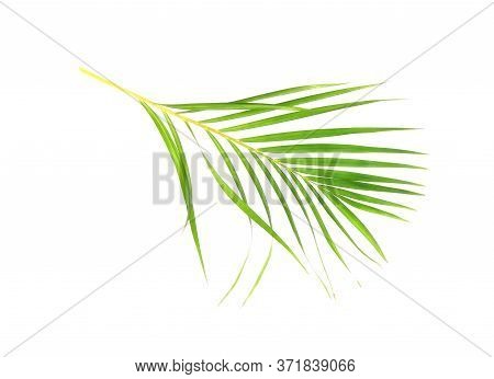 Tropical Nature Green Palm Leaf Isolated On White Pattern Background