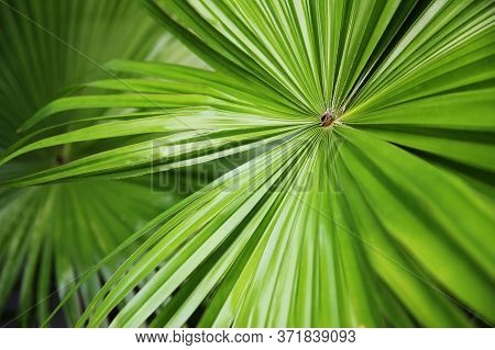 Tropical Nature Green Fan Palm Leaf On Pattern Background