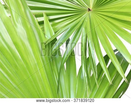 Tropical Nature Green Fan Palm Leaf Isolated On Pattern Background