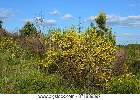 Cytisus Scoparius, Common Broom Or Scotch Broom Yellow Flowers Closeup Selective Focus.