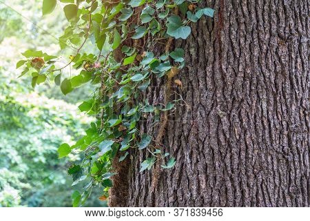 Texture Of The Bark Of An Old Tree With Creepers On It. Weaving Ivy On The Bark Of An Old Tree. Natu
