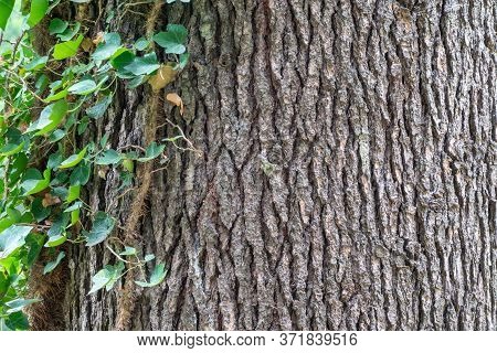 Texture Of The Bark Of An Old Tree With Creepers On It. Weaving Ivy On The Bark Of An Old Tree. Natu
