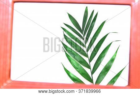 Tropical Nature Green Palm Leaf In Picture Frame On White Background