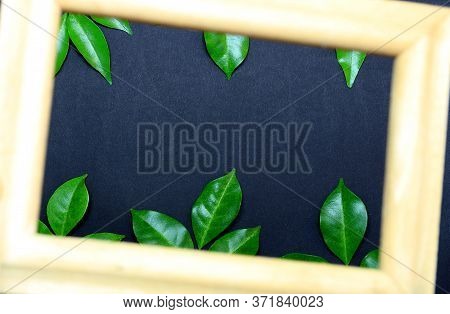 Tropical Nature Green Leaf In Picture Frame On Black Background