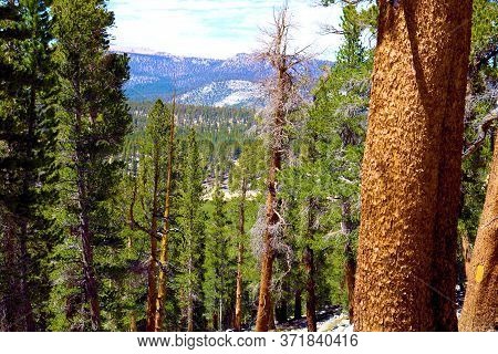Lodgepole Pine Trees Overlooking An Alpine Meadow Taken In The Sierra Nevada Mountains, Ca