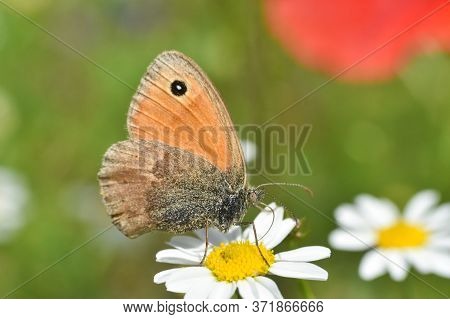 The Small Heath Butterfly  On Meadow. Small Orange Butterfly Coenonympha Pamphilus