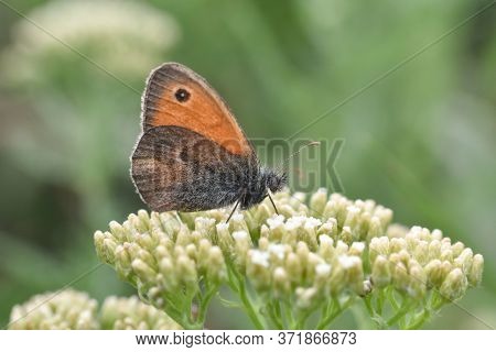 The Small Heath Butterfly  On Meadow. Small Orange Butterfly Coenonympha Pamphilus