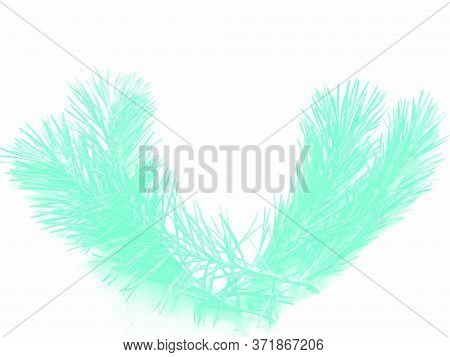 Aqua Menthe Of The Pine Branch. Isolated On White Background