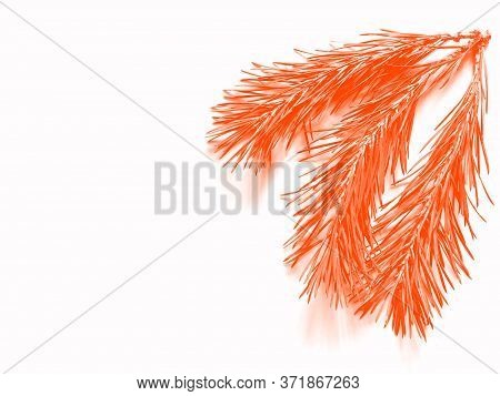 Part Of The Pine Branch. Isolated On White Background. Lush Lava