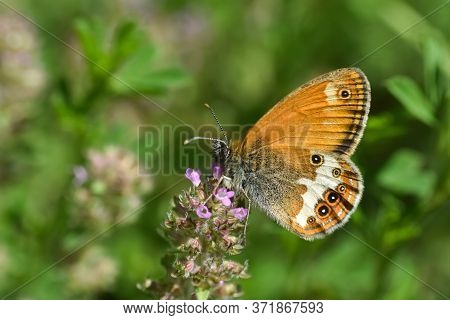 Pearly Heath Butterfly  On Meadow. Beautiful Small Dotted Butterfly Coenonympha Arcania