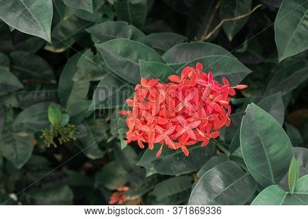 Beautiful Red Spike Flower. King Ixora Blooming (ixora Chinensis). Rubiaceae Flower.ixora Flower. Ix