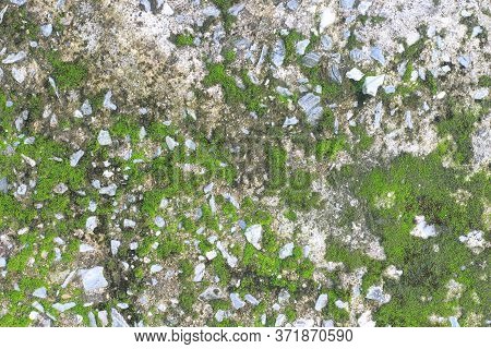 Background Texture: The Surface Of Old Concrete Slab Covered With Moss Or Algae