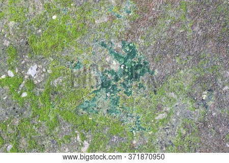 Background Texture: The Surface Of Old Concrete Slab Covered With Moss Or Algae