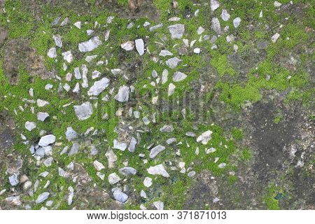 Background Texture: The Surface Of Old Concrete Slab Covered With Moss Or Algae