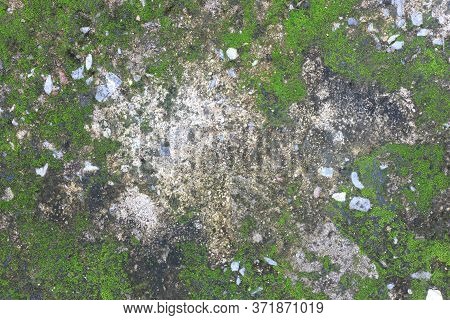 Background Texture: The Surface Of Old Concrete Slab Covered With Moss Or Algae