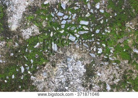 Background Texture: The Surface Of Old Concrete Slab Covered With Moss Or Algae