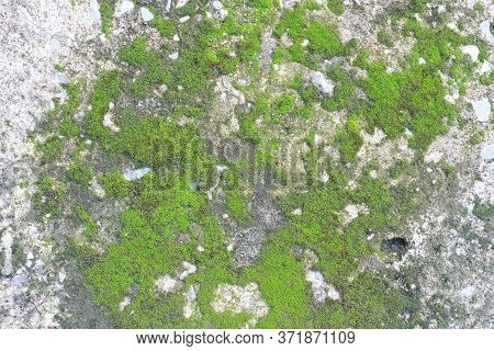 Background Texture: The Surface Of Old Concrete Slab Covered With Moss Or Algae