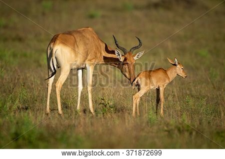 Female Coke Hartebeest Nuzzles Baby In Savannah