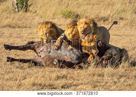 Four Male Lions Feed On Buffalo Carcase
