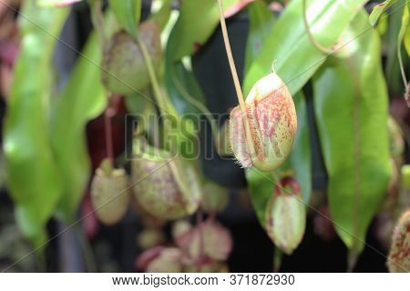 Nepenthes Tree, Tropical Pitcher Plants Growth In Nature