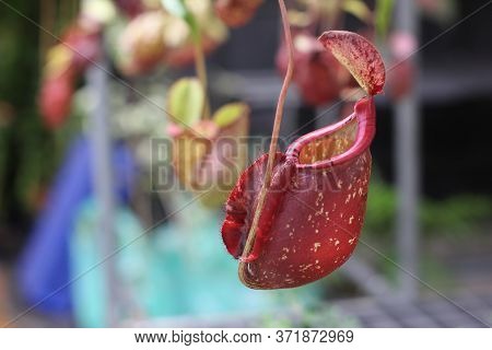Nepenthes Tree, Tropical Pitcher Plants Growth In Nature