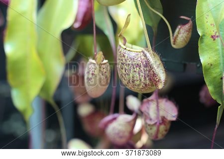 Nepenthes Tree, Tropical Pitcher Plants Growth In Nature