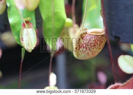 Nepenthes Tree, Tropical Pitcher Plants Growth In Nature