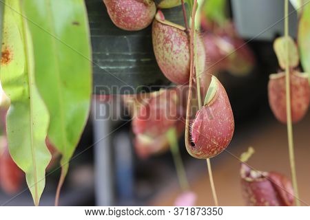 Nepenthes Tree, Tropical Pitcher Plants Growth In Nature