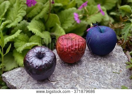 Three Colorful Painted Or Magic Poisonous Apples In The Garden Outdoors. Esoteric, Gothic And Occult