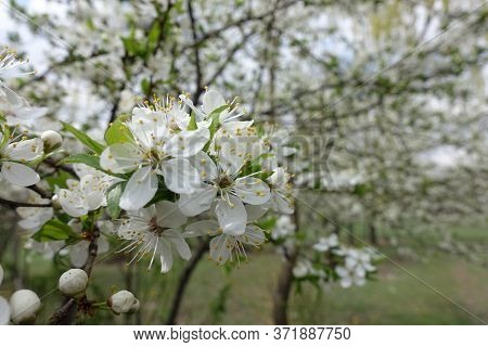 Closeup Of White Flowers Of Sour Cherry Tree In April