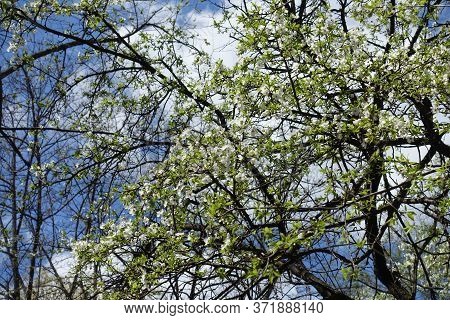Crossed Branches Of Blossoming Sour Cherry Tree Against Blue Sky In April