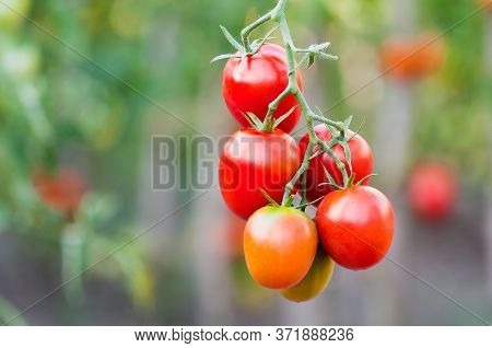 Bunch Of Ripe Red Tomatoes Closeup On Vegetable Garden Background