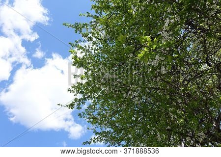 Crown Of Blossoming Sour Cherry Tree Against The Sky In April