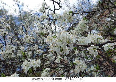 Dozens Of White Flowers On Branches Of Sour Cherry Tree In Mid April