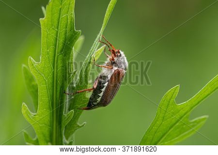 A Maybug (melolontha Melolontha) Sitting On A Green Plant, Cloudy Day In Springtime