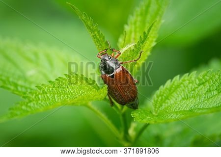 A Maybug (melolontha Melolontha) Sitting On A Green Plant, Cloudy Day In Springtime