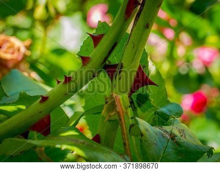 Stem Of Rose Bush With Thorns And Green Leaves On Blurred Background.
