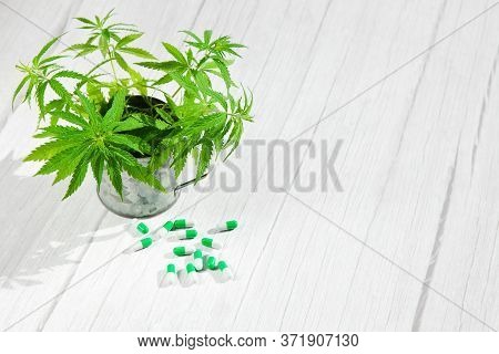 Hemp Plant Twigs In Mug, Medical Capsules With Cannabis On White Wooden Background. Medical Marijuan