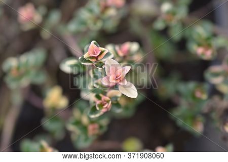 Foxley Thyme Leaves - Latin Name - Thymus Pulegioides Foxley