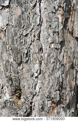 Black Pine Bark Detail - Latin Name - Pinus  Nigraa