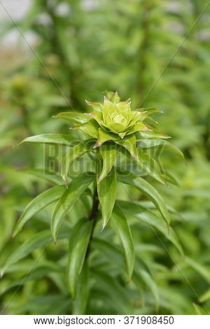 Henrys Lily Leaves - Latin Name - Lilium Henryi