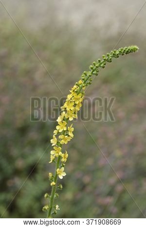 Common Agrimony - Latin Name - Agrimonia Eupatoria