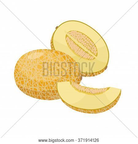 Ripe Melon Vector Illustration Isolated On White Background. Juicy Tropical Exotic Fruit.