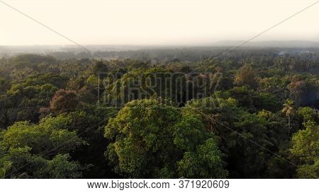 Drone Video Dense Forest Massifs Within The City Of Margao In The State Of Goa. India.