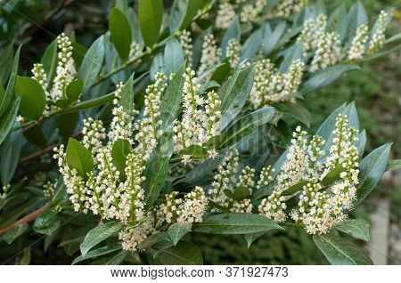 Flowering Cherry Laurel In Springtime, A Poisonous Evergreen Shrub In Ornamental Garden
