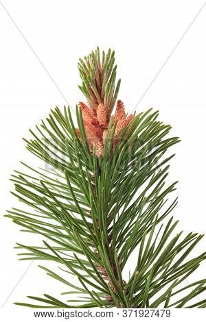 Mugo Pine Branch Isolated On White Background