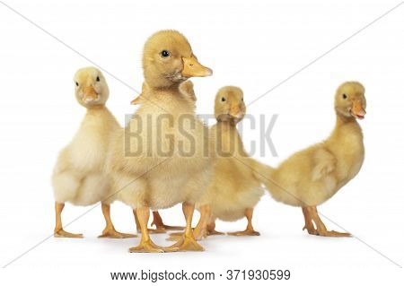 Group Of Cute 3 Day Old Baby Peking Duck Chicks, Standing Facing Front. One Leaning And Looking Towa