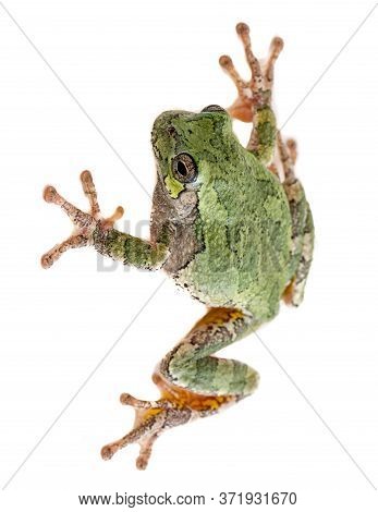 A Gray Treefrog Hyla Versicolor On An Isolated Background.