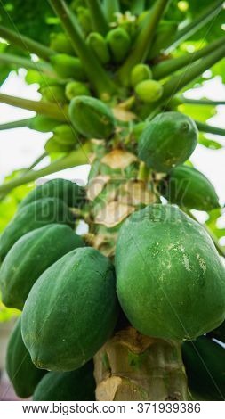 Group Of Green Papaya On The Tree Harvest At The Orchard With Nature Bokeh Background. Species In Th
