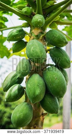 Group Of Green Papaya On The Tree Harvest At The Orchard With Nature Bokeh Background. Species In Th